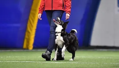 DOG SPOT szkolenie psów / behawiorysta - Grodzisk Mazowiecki, Żyrardów